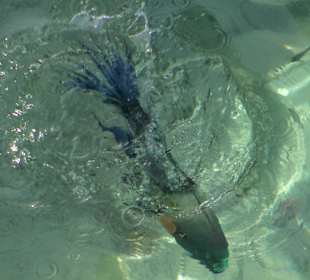 Besenschwanz-Lippfisch