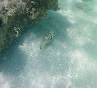 Unterwasserwelt am Hausriff
