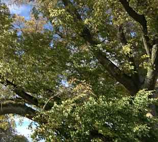 Naturdenkmal "Stockacher Linden"