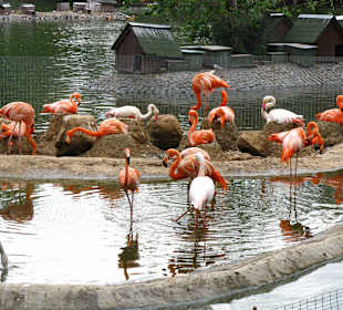 Zoo Moskiewskie