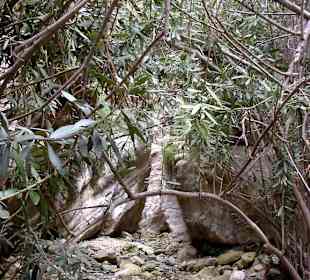 Avakás-Schlucht: Oleander