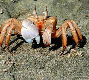 Rotmeer Reiterkrappe