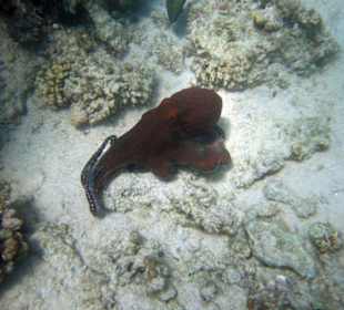 Octopus am Hausriff...