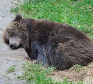Rundgang durch den Wildpark Schwarze Berge