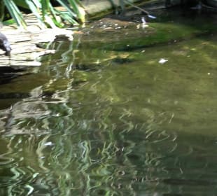 Zoo Heidelberg