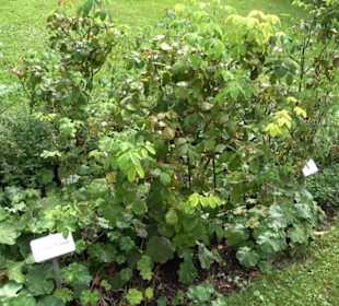 Rosengarten auf der Roseninsel