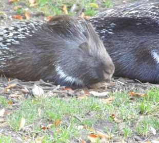 WP LH Herbst Impression