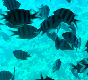 Glasbodenboot Tour Hurghada