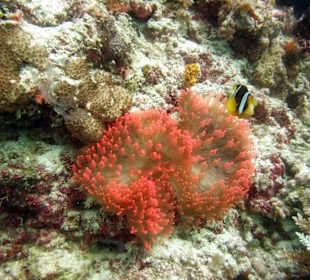 Tauchen Hausriff Westseite