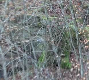 Wanderung rund um den Ochsenweiher