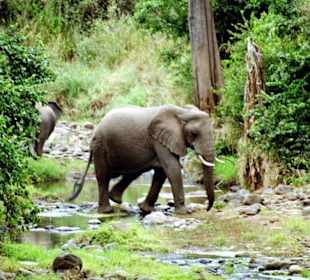 Lake Manyara Nationalpark 