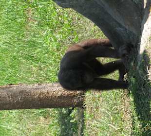 В зоопарке Бали