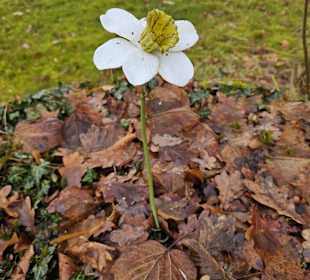Bei der Gnadekapelle