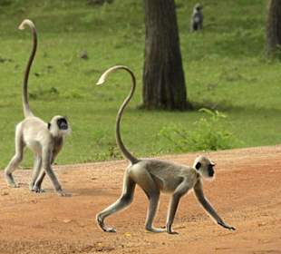 Yala Nationalpark