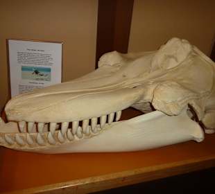 Wickaninnish Center mit Orkaschädel 