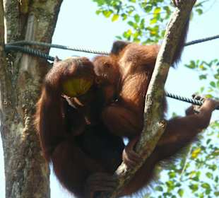 Orangutans