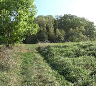 Wanderung zur Burgruine Liebenau