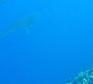 Walhai am Carnelia Beach Resort