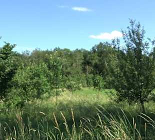 Eduard Lucas Musterobstgarten Mähringen