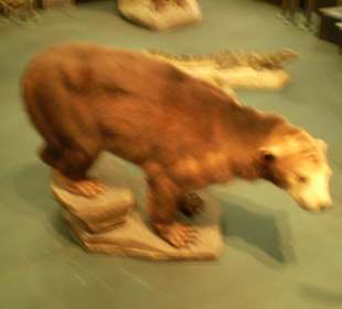 Zoologisches Forschungsmuseum Alexander Koenig