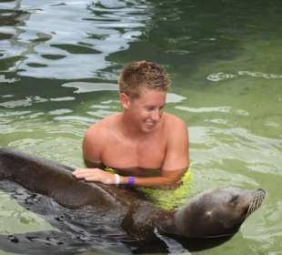 Begegnung mit Seelöwen