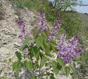 In geschützter Lage blüht der Flieder schon im Apr