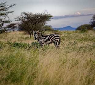 Tsavo Ost und West Safari