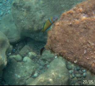 Schnorcheln Faliraki