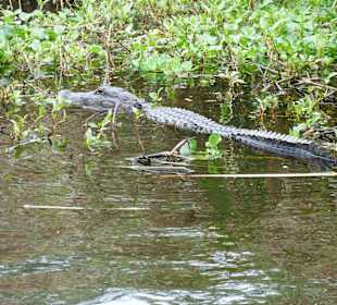 Alligator im Wasser