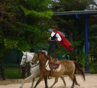 Pferde-Show