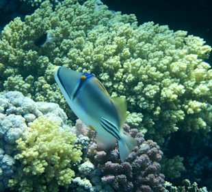Fische