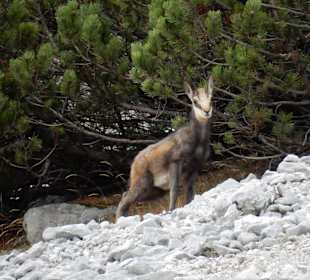 Wandern Scheffau Am Wilden Kaiser