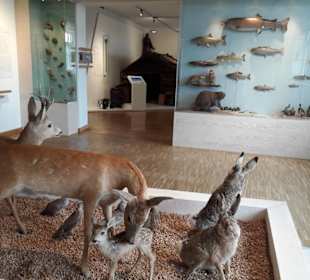 Vögelstimmen / Waldmuseum