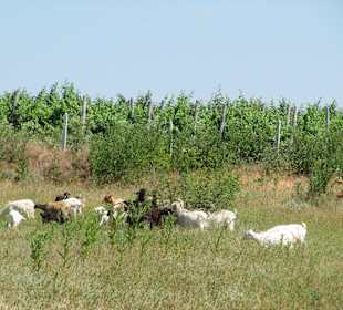 Krajobrazy w trakcie safari