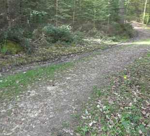 Walderlebnisweg Rottenburg