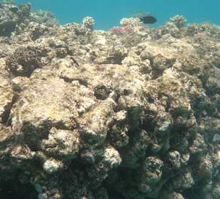 Tauchbasis Tauchen unter Freunden