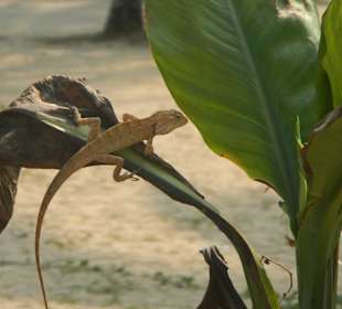 Leguan am Nong Prev Restaurant am Bang Niang Beach