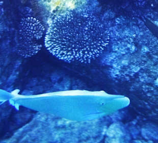 Unterwasserfoto im Hoteleigenem Hausriff