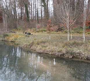Ein Arm der Aare fliesst durch den Tierpark