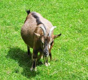 Das Ziegengehege im Kurpark Bad Berneck