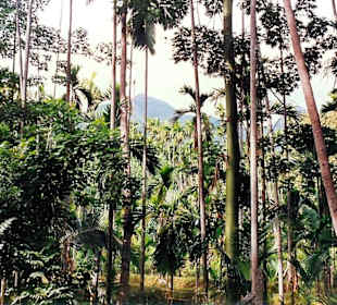 Unterwegs in den Nilgiri Bergen