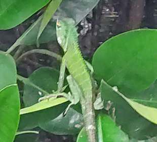 Tiwre bei der Fluss-Safari