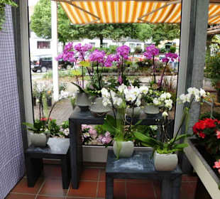 Orchideen