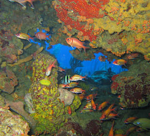 Unterwasserwelt Sosua Divecenter Merlin