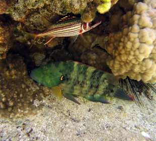 Look in the rocks around beach