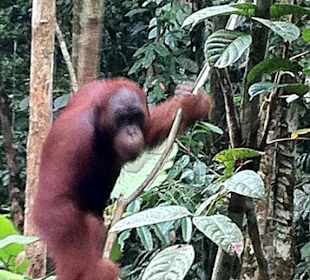 Ei n neugieriger Oran Utan