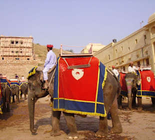 Ein prächtiger Elefant