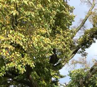 Naturdenkmal "Stockacher Linden"