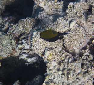 Schnorcheln Soma Bay 