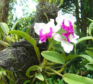 Botanischer Garten Singapur 